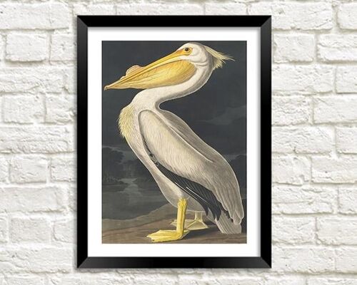 PELICAN PRINT: Vintage Audubon Bird Art - A4