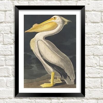STAMPA PELLICANO: Vintage Audubon Bird Art - A4