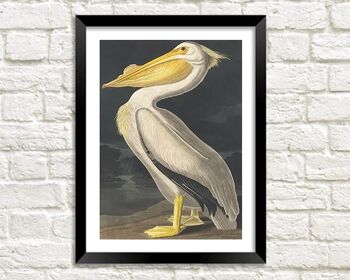 PELICAN IMPRIMER : Vintage Audubon Bird Art - A3