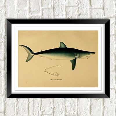 MAKO SQUALO STAMPA: Vintage Sea Life Art - A5