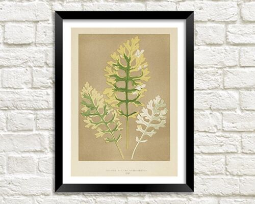 LEAVES PRINT: Vintage Botanical Art Illustration - A5