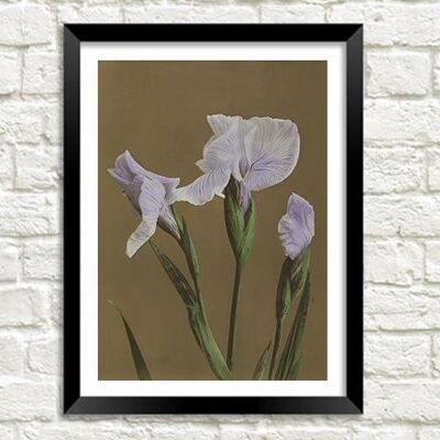 JAPANESE IRIS PRINT: Vintage Flower Art by Kazumasa - A3