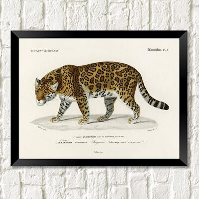 IMPRESIÓN DE JAGUAR: Ilustración de arte felino vintage - A4