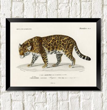 IMPRESSION DE JAGUAR : Illustration d'art félin vintage - A4