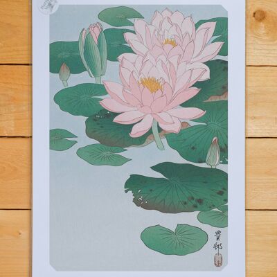 Poster A3 Water lilies