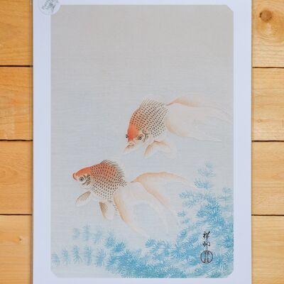 Poster A3 Poissons Rouges