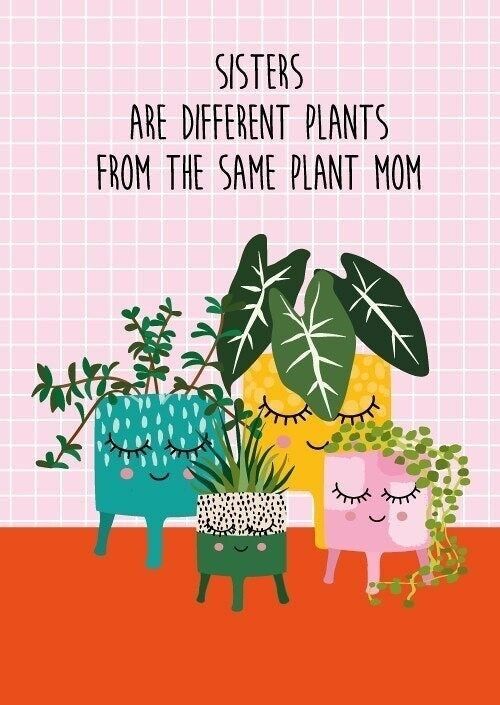 SORELLE DELLA PIANTA DELLA CARTOLINA