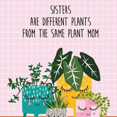 Postcard plant sisters