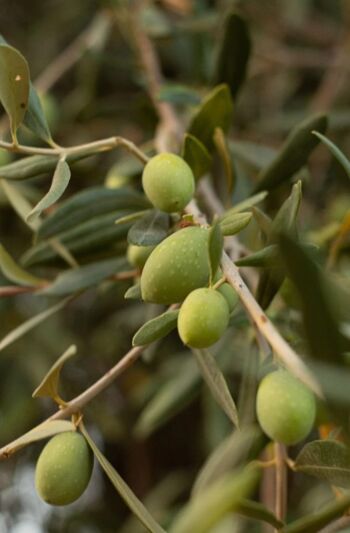Huile d'olive extra vierge biologique sicilienne 750 ml 3