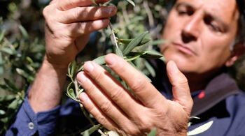Huile d'olive extra vierge biologique sicilienne 500 ml 2