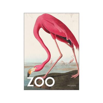 Die Zoo-Sammlung - Rosa Flamingo - Edt. 002 A.P / THEZOOCOLL4 / A3