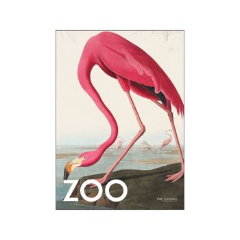 La Collection Zoo - Flamant Rose - Edt. 002 A.P / THEZOOCOLL4 / A3