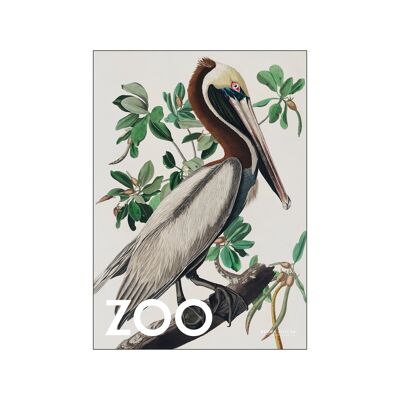 La Colección Zoo - Pelícano Pardo - Edt. 002 A.P / THEZOOCOLL6 / A2