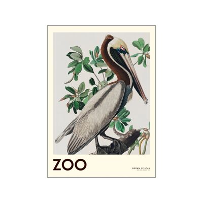 La Colección Zoo - Pelícano Pardo - Edt. 001 A.P / EL ZOOCOLL7 / A4