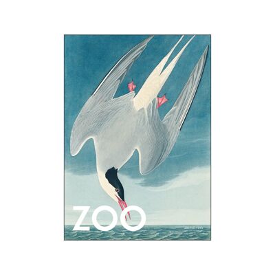 The Zoo Collection - Arctic Tern - Edt. 002 A.P / THEZOOCOLL8 / A5