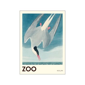 La Collection du Zoo - Sterne Arctique - Edt. 001 A.P / THEZOOCOLL9 / A4