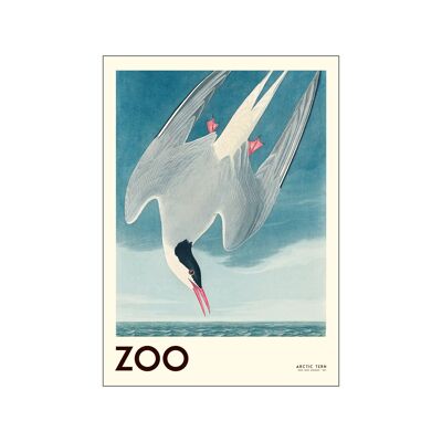 The Zoo Collection - Charrán ártico - Edt. 001 A.P / THEZOOCOLL9 / A4