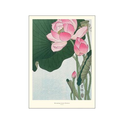 Fleurs de lotus en fleurs A.P / BLOOMINGLO / 3040