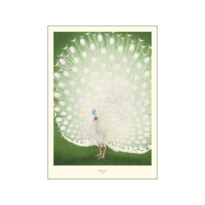 Peacock A.P/PEACOCK/4050