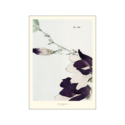 Violet Magnolia A.P / PURPLEMAGN / A4