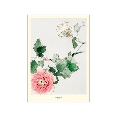 Pivoine arbustive A.P / TREEPEONY / A3