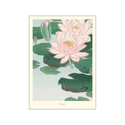 Water Lily A.P/WATERLILY/A5