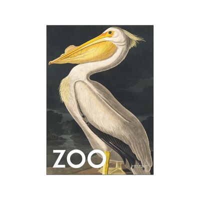 La Colección Zoo - Pelícano Blanco - Edt. 002 A.P / EL ZOOCOLL / A4