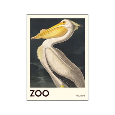 The Zoo Collection - Pellicano bianco - Edt. 001 AP / THEZOOCOLL1 / A4
