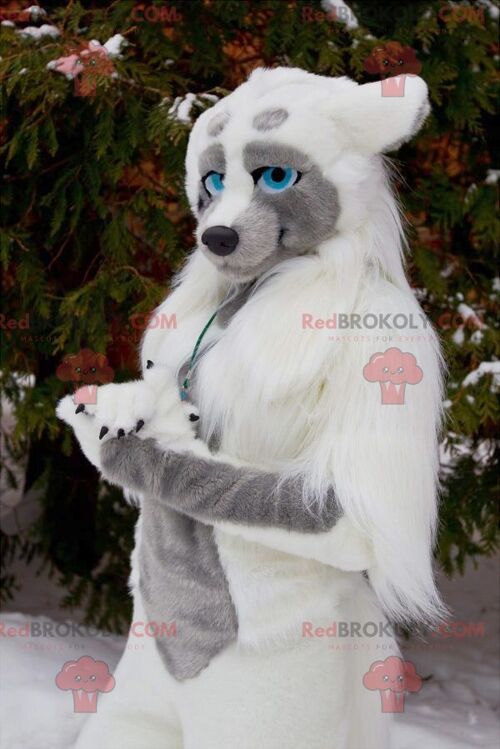 Wolf dog REDBROKOLY mascot with blue eyes , REDBROKO__0535