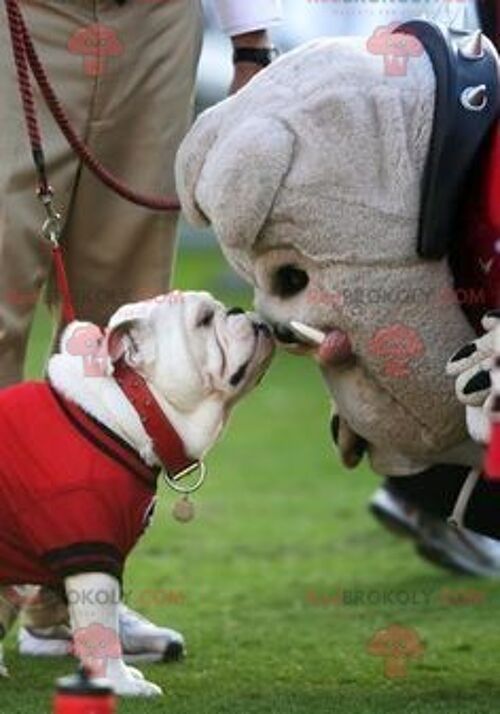 Gray bulldog dog REDBROKOLY mascot , REDBROKO__0776