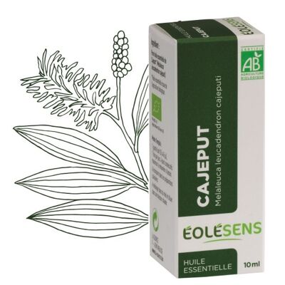 Huile essentielle bio cajeput