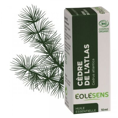 Atlas cedar organic essential oil