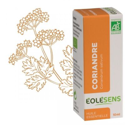 Organic coriander essential oil