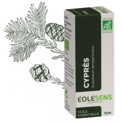 Cypress organic essential oil