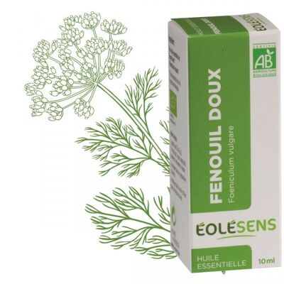 Sweet fennel organic essential oil
