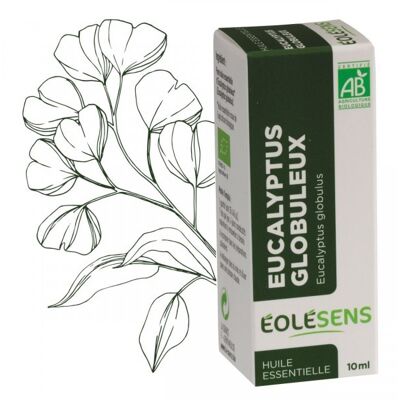 Globulous eucalyptus organic essential oil