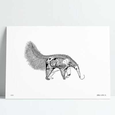 Anteater