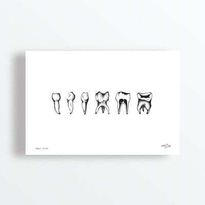 Die Zähne