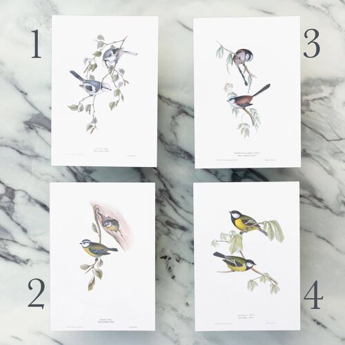 Backyard birds mini prints, variety pack, A6 wall art or postcard bundle