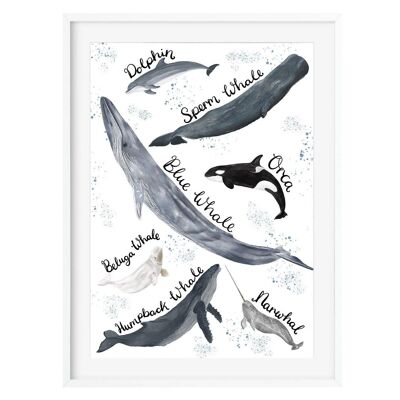 Whale & Dolphin Art Print