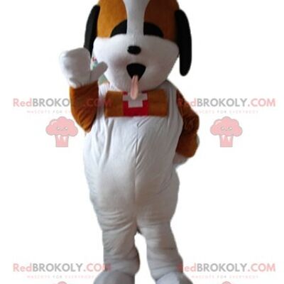 Regordete y lindo perro marrón y blanco REDBROKOLY mascota / REDBROKO_02779