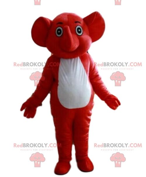 Gray koala REDBROKOLY mascot, Australian costume, Australian animal / REDBROKO_09249