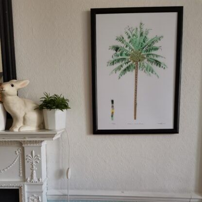 Cocos Nucifera (Palma da cocco)