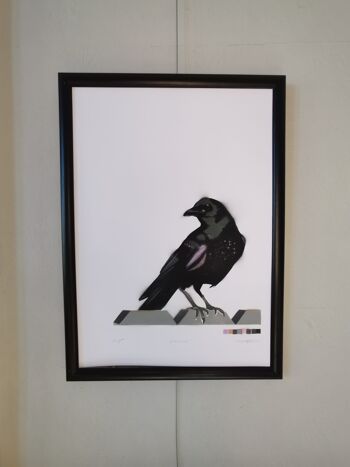 Corvidé 1