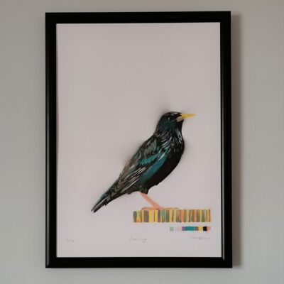 Starling