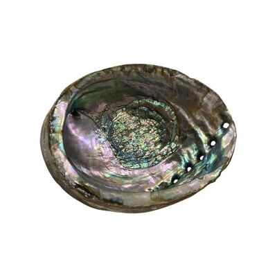 Conchiglia di abalone, 15 cm