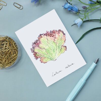 Postcard lettuce