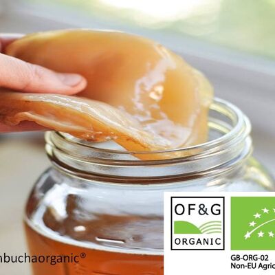 Organic Thick and XLarge 20x18cm Kombucha Scoby for 5 Litre brews with starter liquid