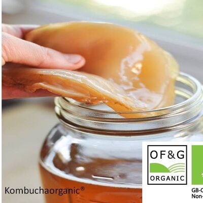 Organic Thick and XLarge 20x18cm Kombucha Scoby for 5 Litre brews with starter liquid