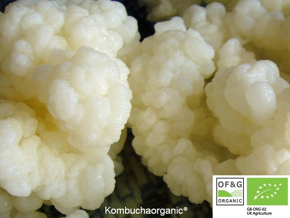 10g of Kombuchaorganic® Live Certified Organic RAW Milk KEFIR Grains - Grass Fed Cow's Milk Kefir Grains